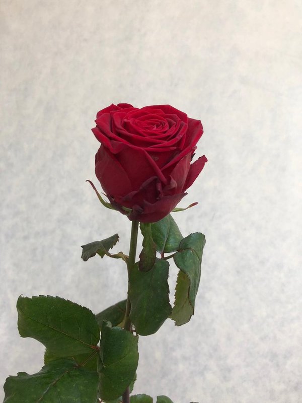 Rote Rose 40cm