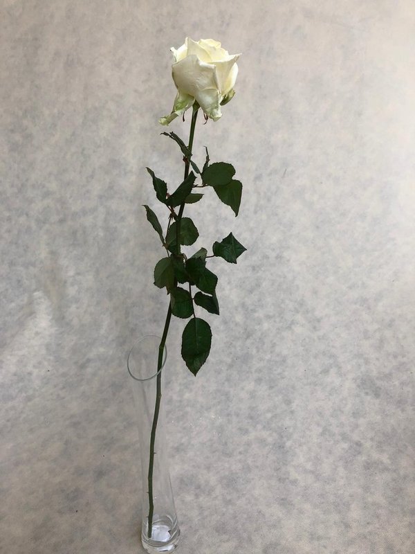 Weiße Rose  80cm Länge
