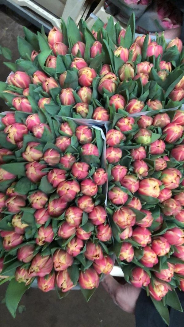 Tulpenbund 10er in Gärtnerqualität